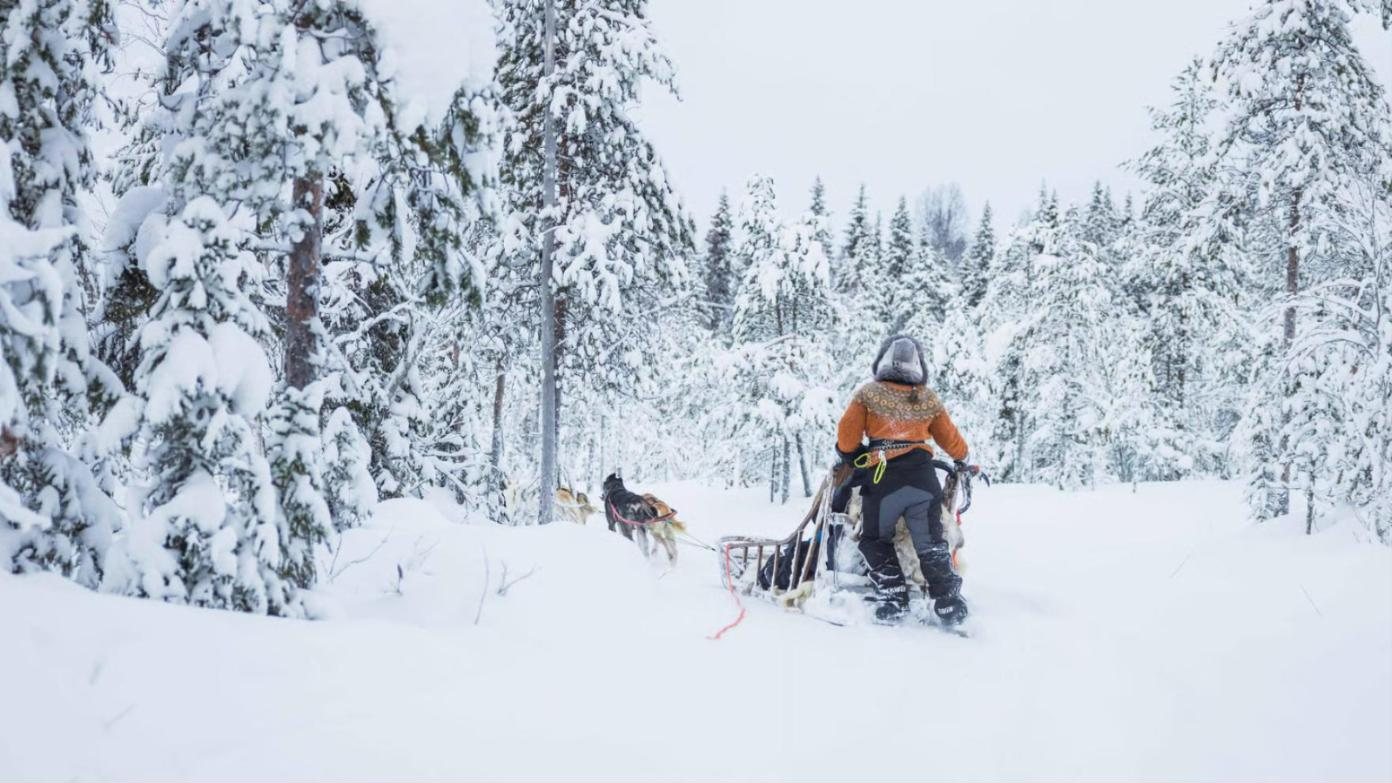 Huskies pulling a sled through snowy forest